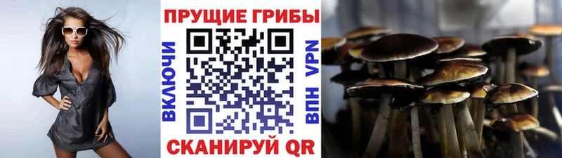 Галлюциногенные грибы Cubensis Касли